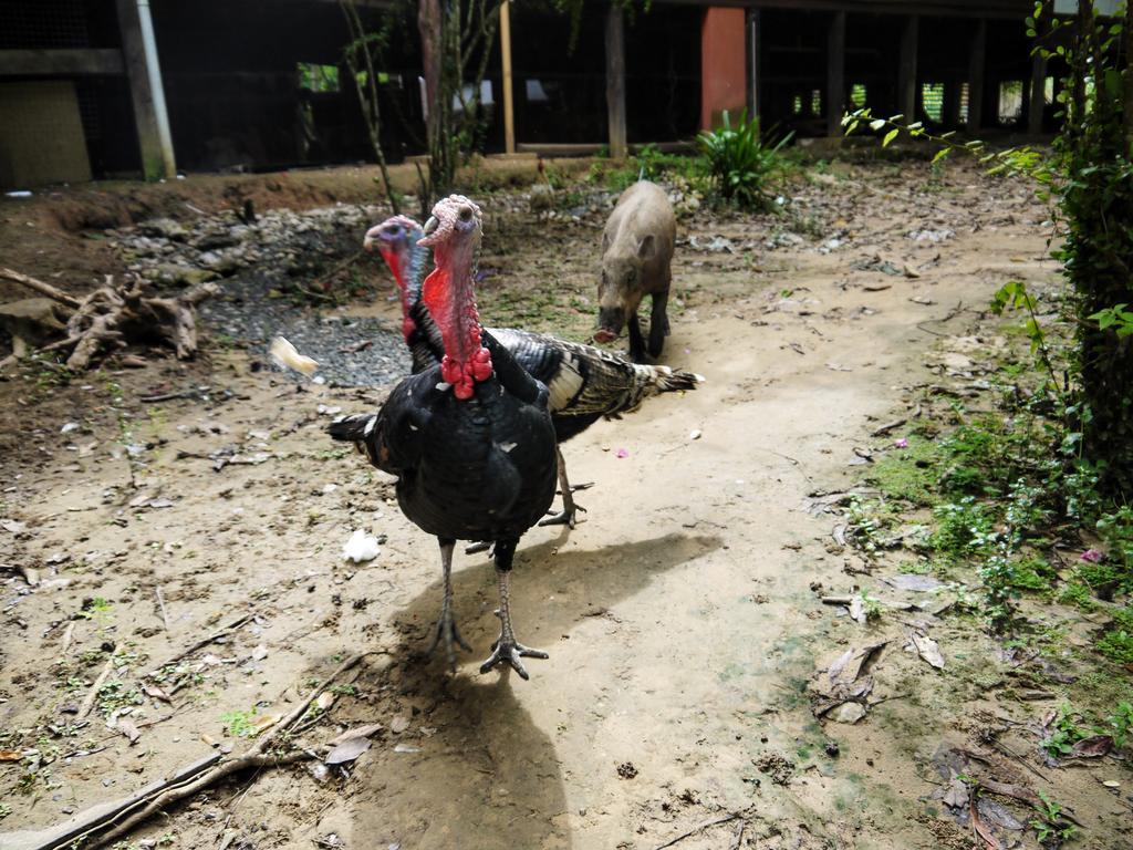 Bilit Rainforest Lodge Sandakan Bagian luar foto